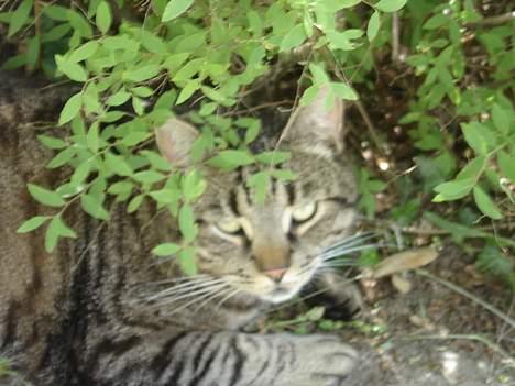 Blanding af racer mio billede 15