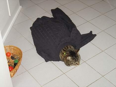 Blanding af racer mio billede 16