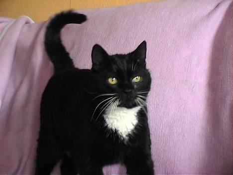 Huskat Holger *død* - Hejsa tøser ;) billede 2