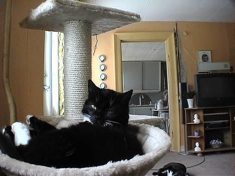 Huskat Holger *død* - Mit vidunderlige kradsetræ med hængekøje billede 3