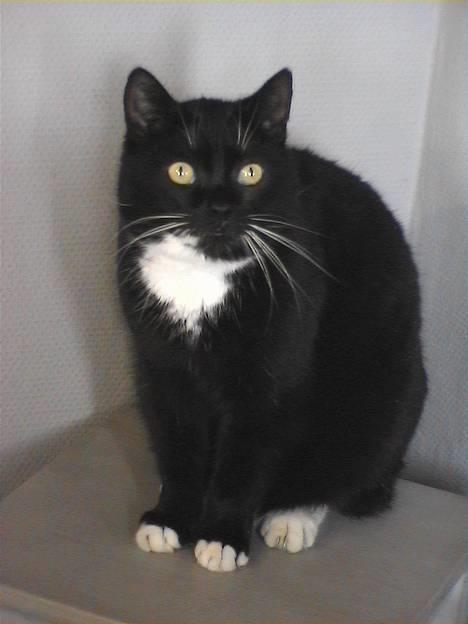 Huskat Holger *død* - Nuttet billede 4