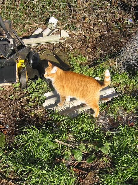 Blanding af racer Sally - Ska jeg hjælpe med at slå græs????? billede 13
