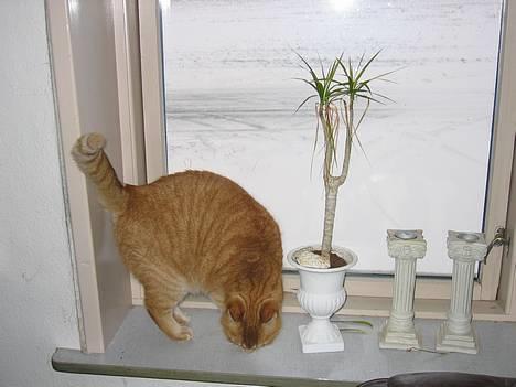 Blanding af racer Sally - Årh bogger der ligger stadig sne udenfor...  billede 14