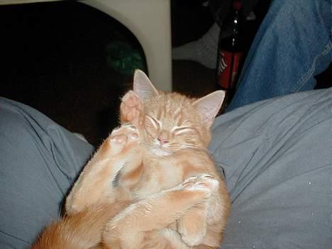 Blanding af racer millemis - man kan da altid finde en plads i mors skød billede 10