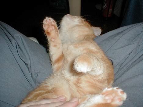 Blanding af racer millemis billede 11