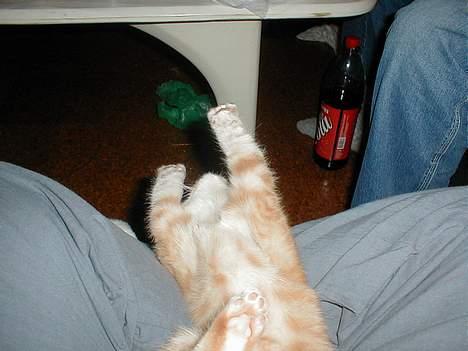 Blanding af racer millemis - gad vide om jeg når himlen engang med mine poter billede 12