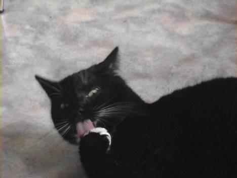 Huskat Holger *død* - Renlighed, det tiltrækker tøserne  billede 5