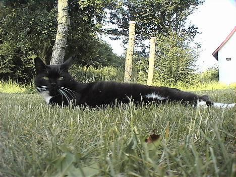 Huskat Holger *død* - Dejligt at dase i skyggen billede 6