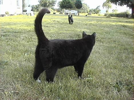 Huskat Holger *død* - Hvad laver Donna nu ? billede 7