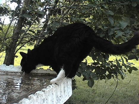Huskat Holger *død* - De mennesker er nu ikke helt dumme, en vandskål i haven, smart billede 8