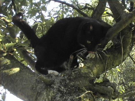 Huskat Holger *død* - Søød mus, bare bliv, lige der så jeg kan fange dig (: billede 9