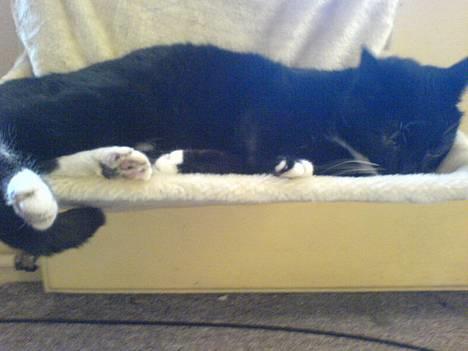 Huskat Holger *død* - Så hyggeligt billede 10