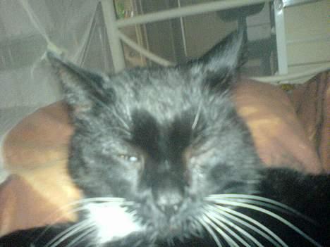 Huskat Holger *død* - Fotogen altid? Nope.. billede 11