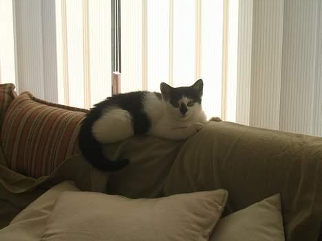 Huskat Missen billede 7