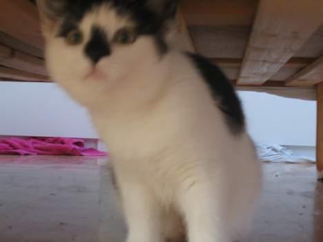 Huskat Missen billede 8