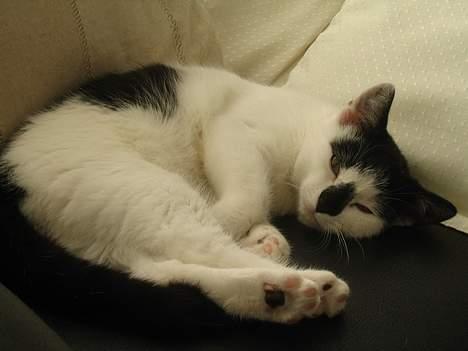 Huskat Missen billede 9