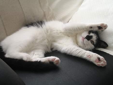 Huskat Missen billede 10