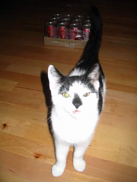 Huskat Missen billede 11