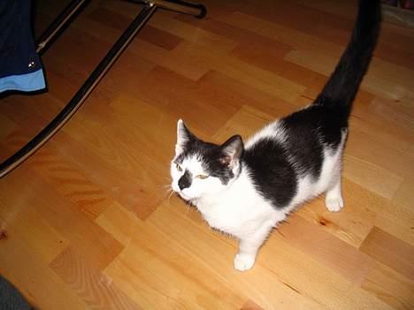 Huskat Missen billede 12