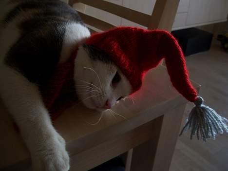 Blanding af racer † Madonna - DØD †   - Hendes Nye nissehue! Taget den 14 December. billede 15