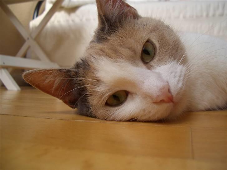 Blanding af racer † Madonna - DØD †   - Elsker dette billede. Her kigger hun lige ind i kameraet.. Savner dig skat! billede 16