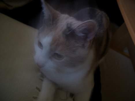 Blanding af racer † Madonna - DØD †   - Spøgelses Katten! billede 17