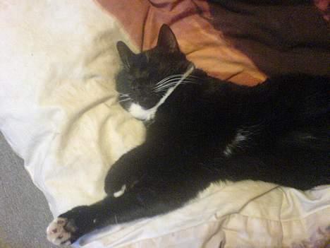 Huskat Holger *død* - Slapper af billede 12