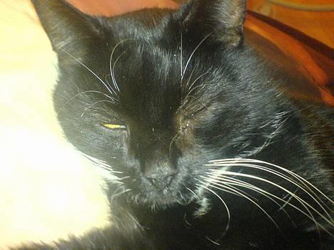 Huskat Holger *død* - Sov sov billede 13