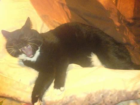 Huskat Holger *død* - gaaaaaaaaaab billede 14