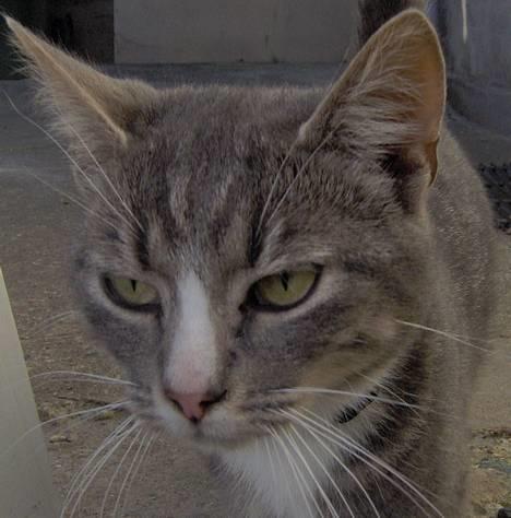 Blanding af racer Simba - Smukke Simba billede 1