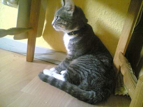 Blanding af racer Simba - Ahhhh dejligt at sidde i solen billede 2