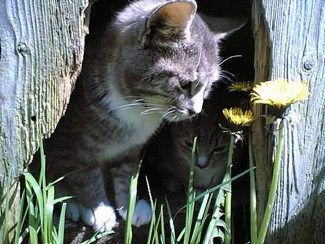 Blanding af racer Simba - Simba og hans bror. billede 3