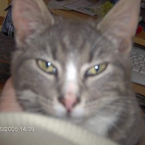 Blanding af racer Simba - Sidder lige hos mor lidt.. -ss- billede 4