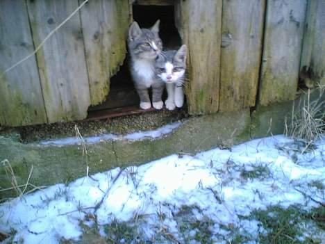 Blanding af racer Simba - Titte bøh billede 5