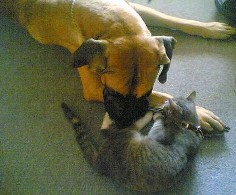 Blanding af racer Simba - Ligger lige og leger med hunden Bella billede 6