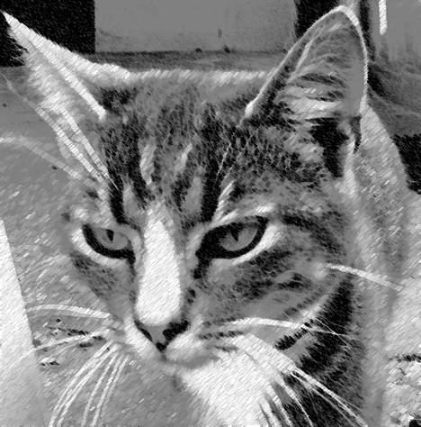 Blanding af racer Simba billede 7