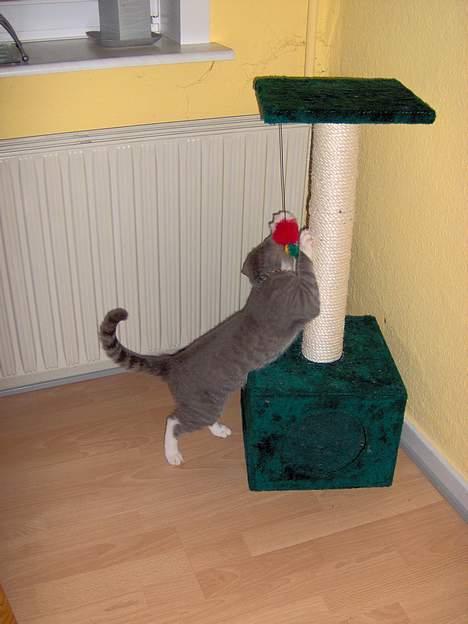 Blanding af racer Simba - Dejligt kradse træ.. billede 8