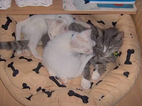 Blanding af racer Simba - Så er der lige lidt eftermiddags hygge.. billede 9