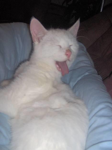 Blanding af racer Gizmo - Close up billede af gizmo drengen billede 1