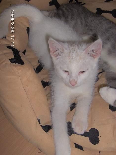 Blanding af racer Gizmo - Baby gizmo billede 2