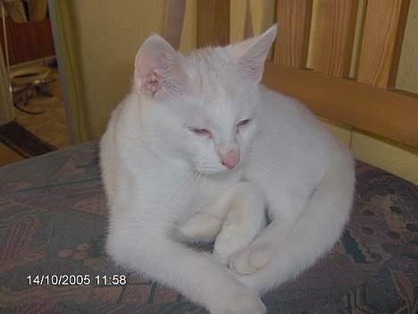 Blanding af racer Gizmo - Ynglings stol billede 3