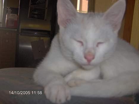 Blanding af racer Gizmo - Ihhhhh mor gider ikke nu vil jo bare sove..-ss- billede 4