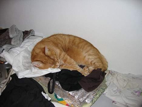 Blanding af racer Sally - Når mor er ude, sover Salli i det rene tøj, Ren seng... NICE..!!! billede 15