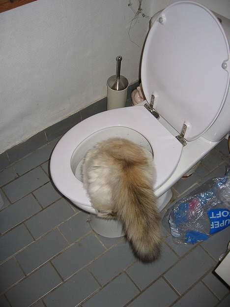 Hellig Birma DK Kiru`s Lady Jessica - Ja vand er og jo bliver bare vand billede 11