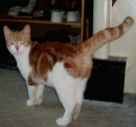 Blanding af racer Knold billede 8