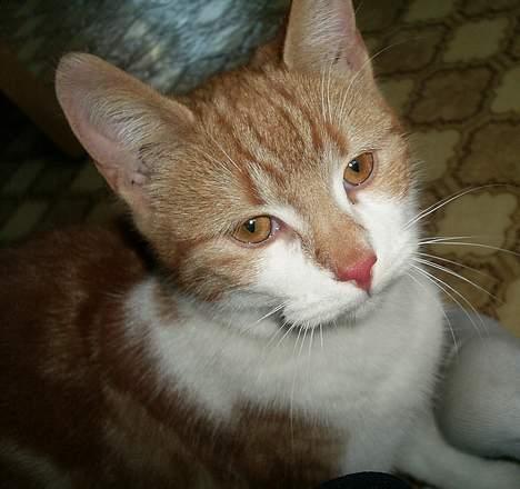 Blanding af racer Knold billede 9