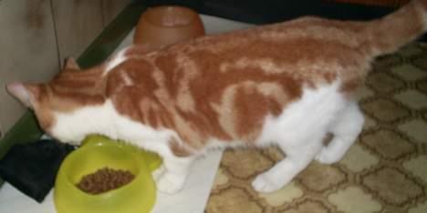 Blanding af racer Knold billede 10