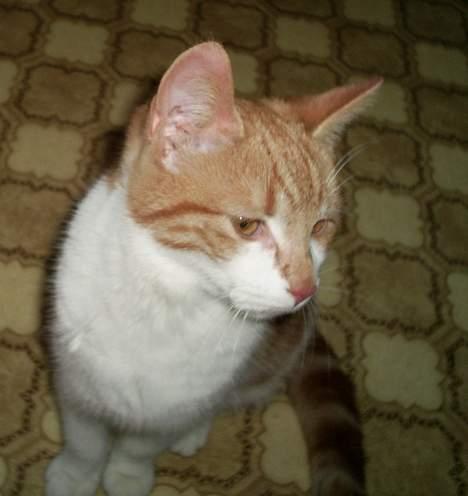 Blanding af racer Knold billede 11