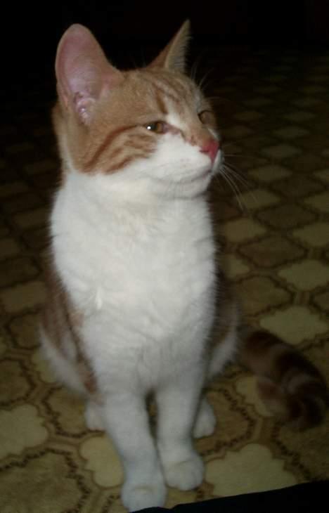 Blanding af racer Knold billede 12