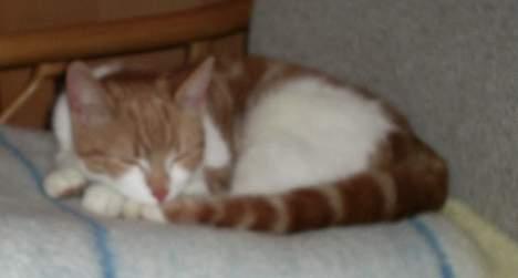 Blanding af racer Knold billede 13